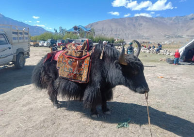 ladakh-festival-2021-zanskar-association-aaz-17