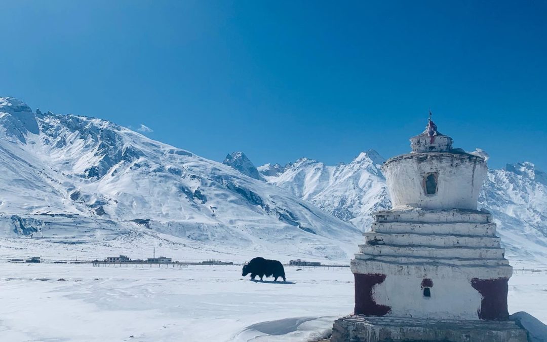 le-zanskar-yak